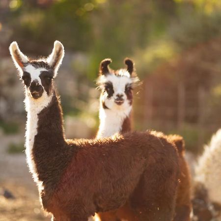 Alpaca Farm - חוות האלפקות Villa Мицпе Рамон Екстериор снимка