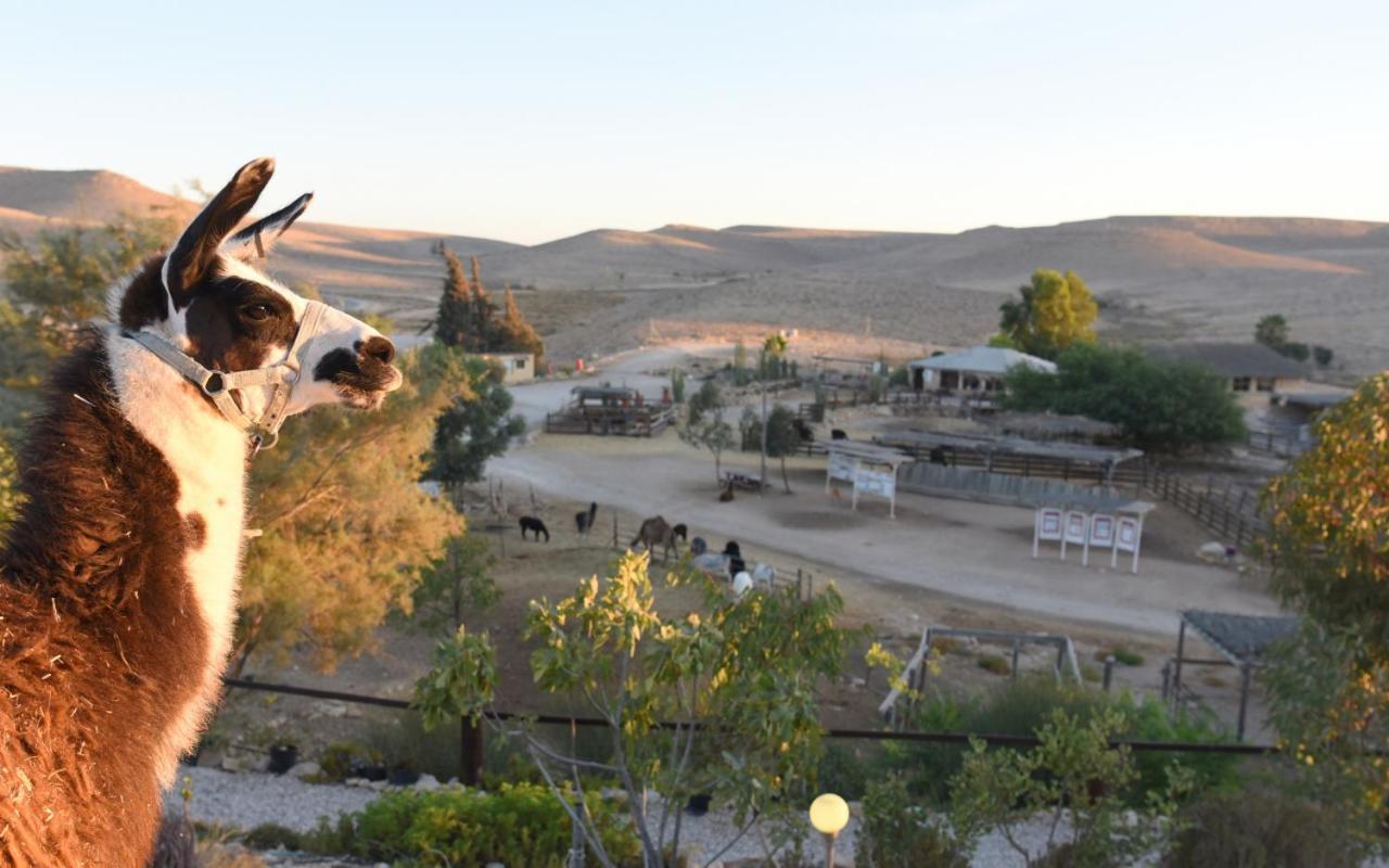 Alpaca Farm - חוות האלפקות Villa Мицпе Рамон Екстериор снимка