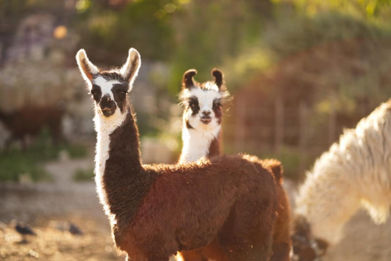 Alpaca Farm - חוות האלפקות Villa Мицпе Рамон Екстериор снимка