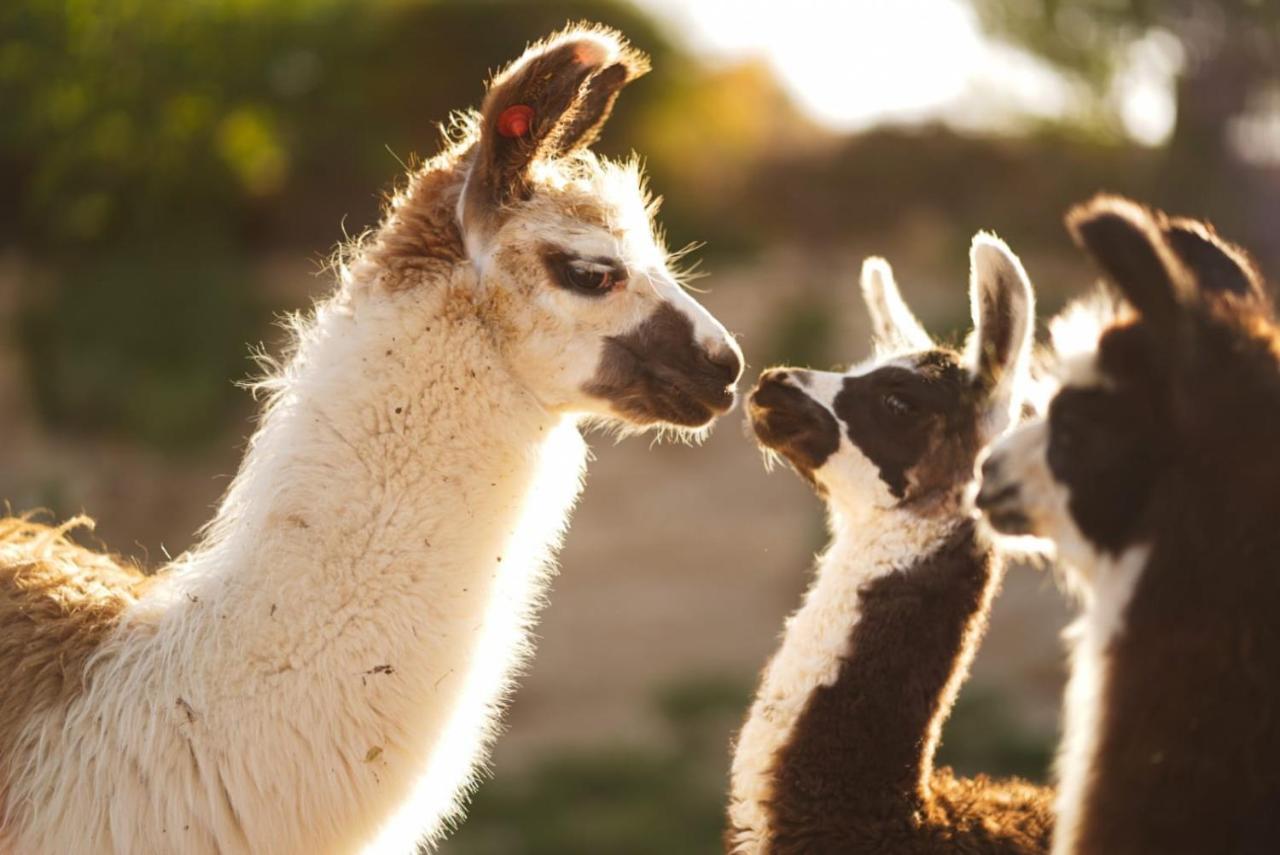 Alpaca Farm - חוות האלפקות Villa Мицпе Рамон Екстериор снимка