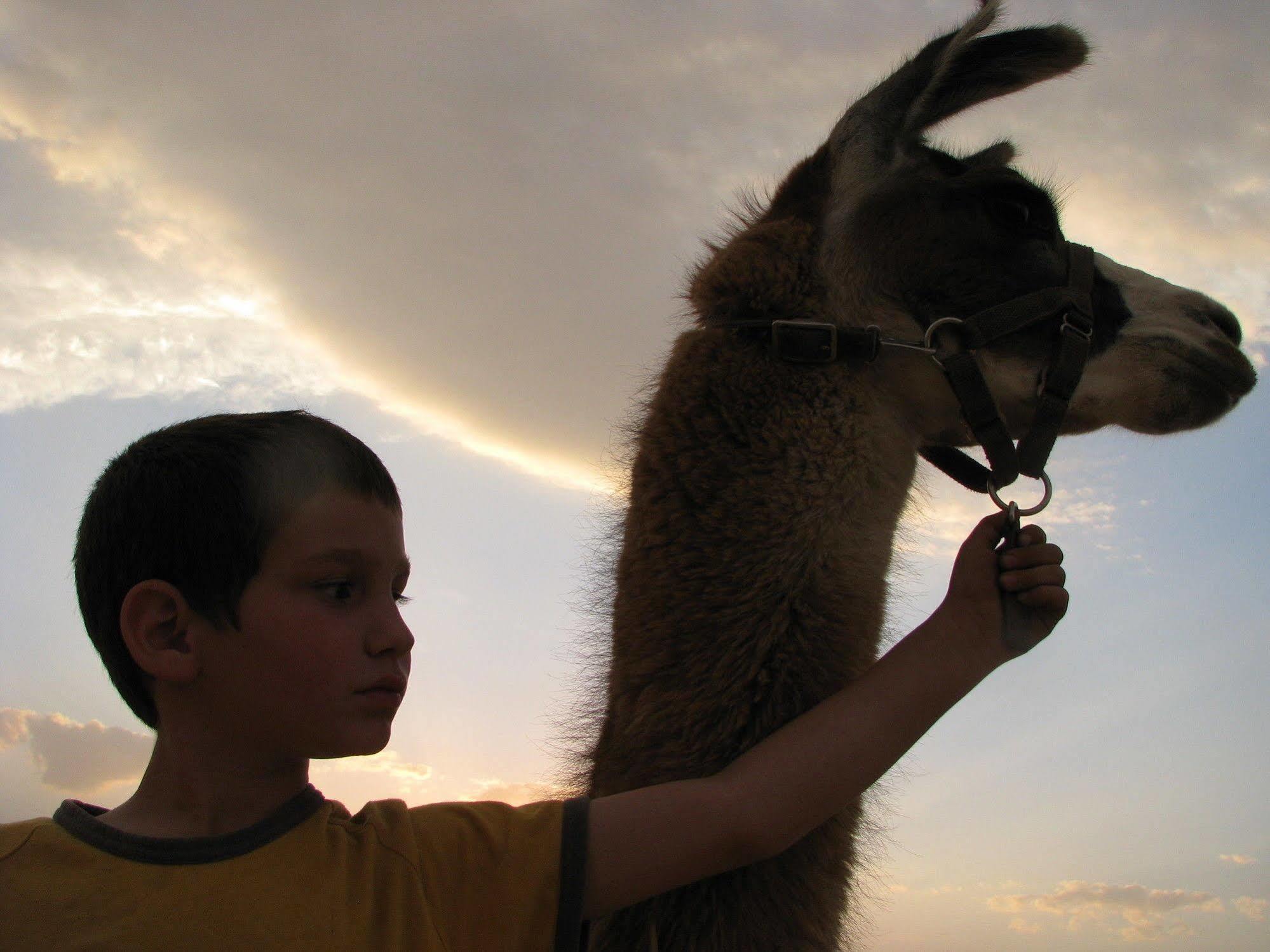 Alpaca Farm - חוות האלפקות Villa Мицпе Рамон Екстериор снимка